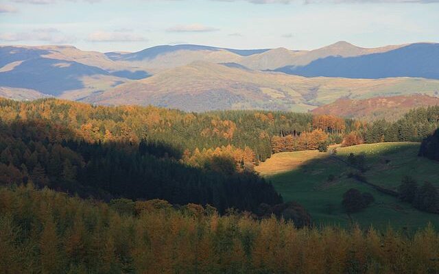 Grizedale Forest